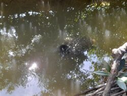 Warga Rampoang Temukan Mayat Mengapung di Sungai Palopo