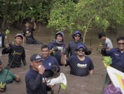 Jalin Kerja Sama Dengan Tiga Lembaga, NasDem Luwu Tanam Ribuan Pohon Mangrove