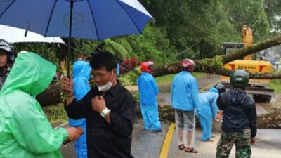 PMI Toraja Utara Imbau Warga Jaga Keselamatan Akibat Cuaca Ekstrem-Pohon Tumbang