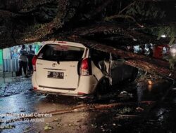 Gegara Pohon Tumbang Timpa Mobil, Pemkot Palopo Didenda Puluhan Juta