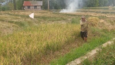 Dampak El Nino, Petani di Palopo ini Cerita Padinya Nyaris Gagal Panen