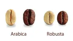 Rahasia di Balik Kopi Arabika vs Robusta: Mana yang Lebih Baik?