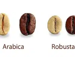 Arabika vs Robusta