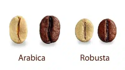 Arabika vs Robusta