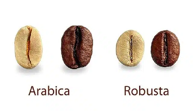 Arabika vs Robusta