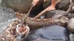 Ular Piton 9 Meter di Luwu Utara Memangsa Anak Sapi, Dibunuh Warga