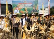 Panen Perdana Jagung Brimob-Pemda Luwu Utara Perkuat Ketahanan Pangan Daerah